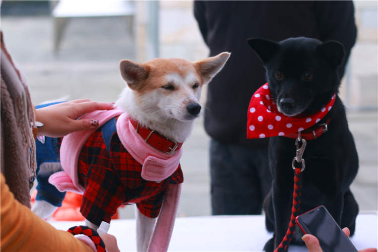 为什么要提倡领养代替买卖,为什么要提倡领养代替购买