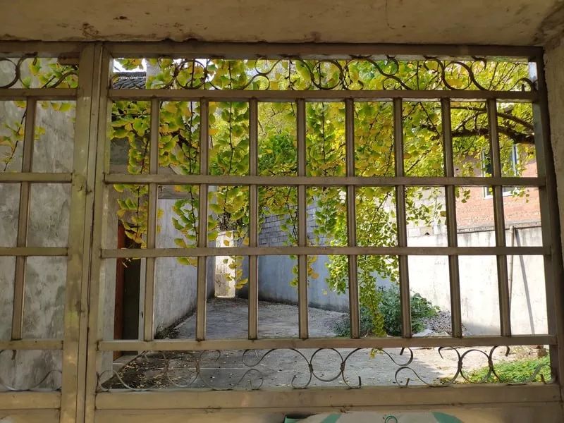 2月份去恭城看柿子,什么时候去恭城看柿子最好