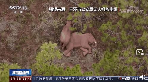 藏羚羊30万一只,藏羚羊30万只了为啥还濒危