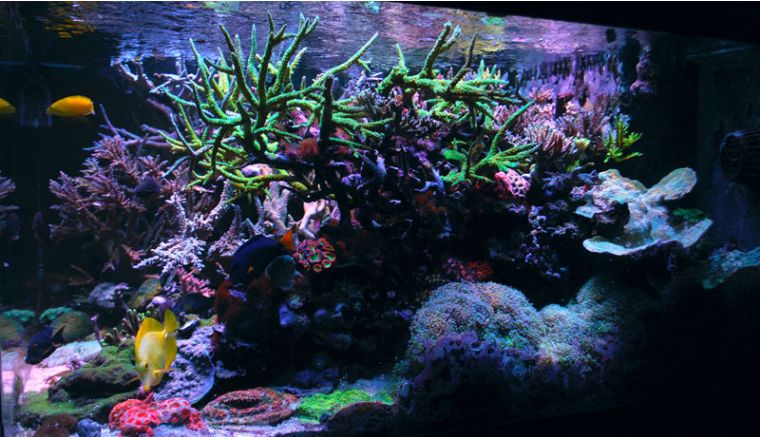 为什么国人对鱼情有独钟,为什么有的人对鱼那么痴迷