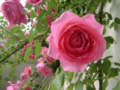 藤本月季的种植方法和时间表,新买的藤本月季大苗怎么种植