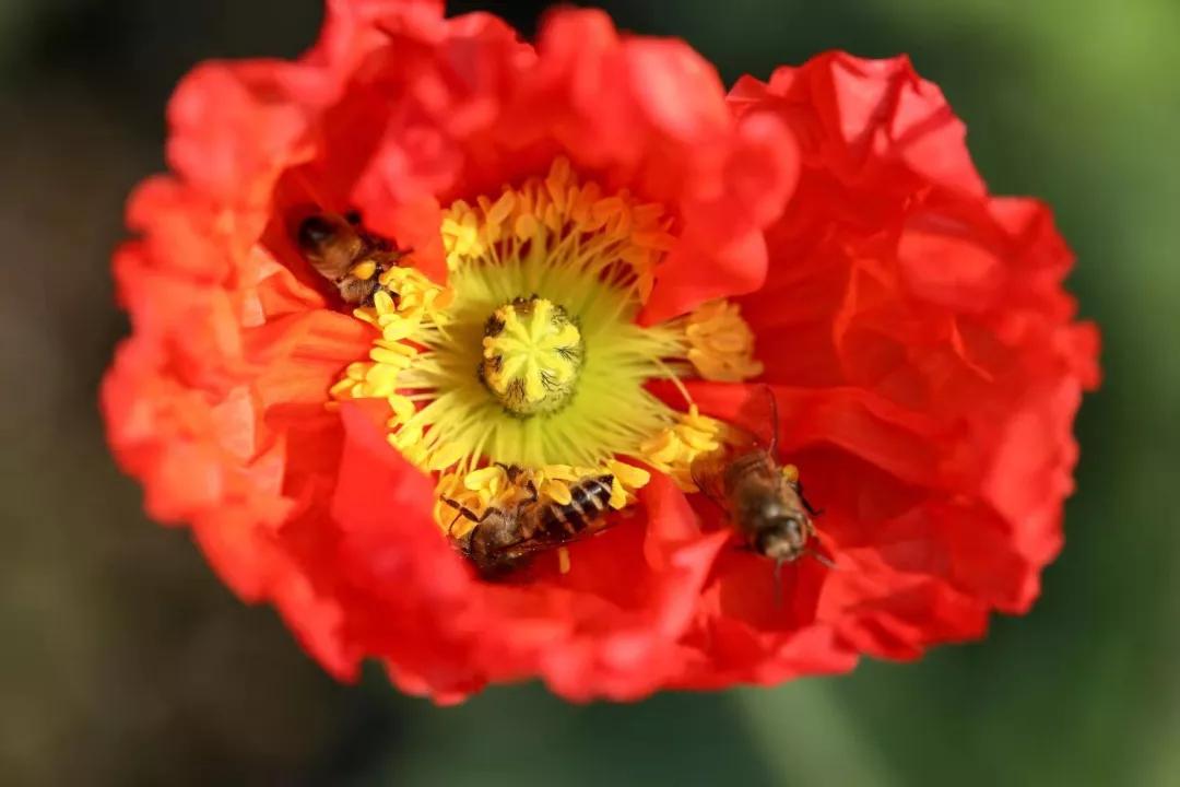 建一座完全不打药的生态花园,所有生命在这里和谐共处,值得收藏