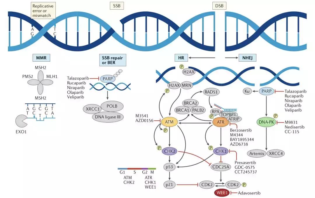 科学家找到癌细胞,科学家找到癌细胞的生死开关论文