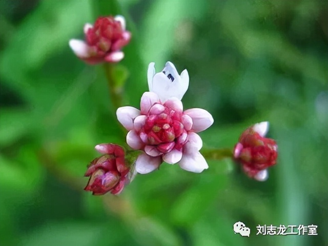 岭南经方--刘志龙教授运用经方治疗糖尿病经验介绍