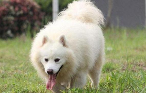 爱犬正在老去，冠能为您拦下时间带来的伤害