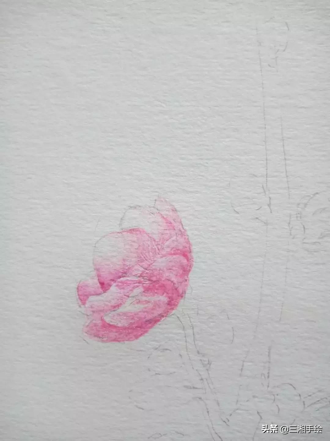 梅花十二和梅花13怎么画,梅花画彩铅