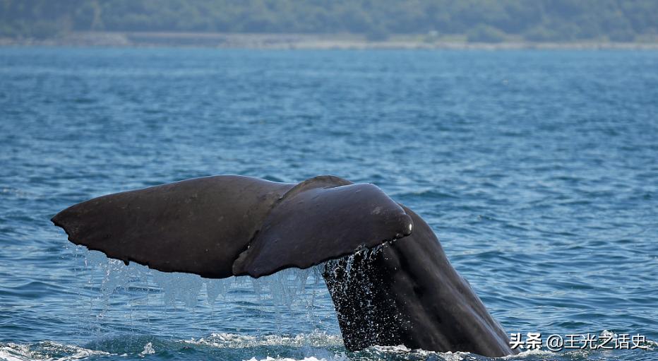 新西兰有多贴近大自然,新西兰是个神奇而令人向往的地方