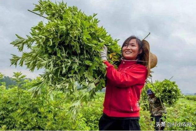 农村零投资创业加盟,农村创业低成本做什么最适合