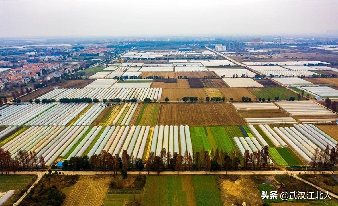 武汉长江新区阳逻发展,长江新区重点发展阳逻还是武湖