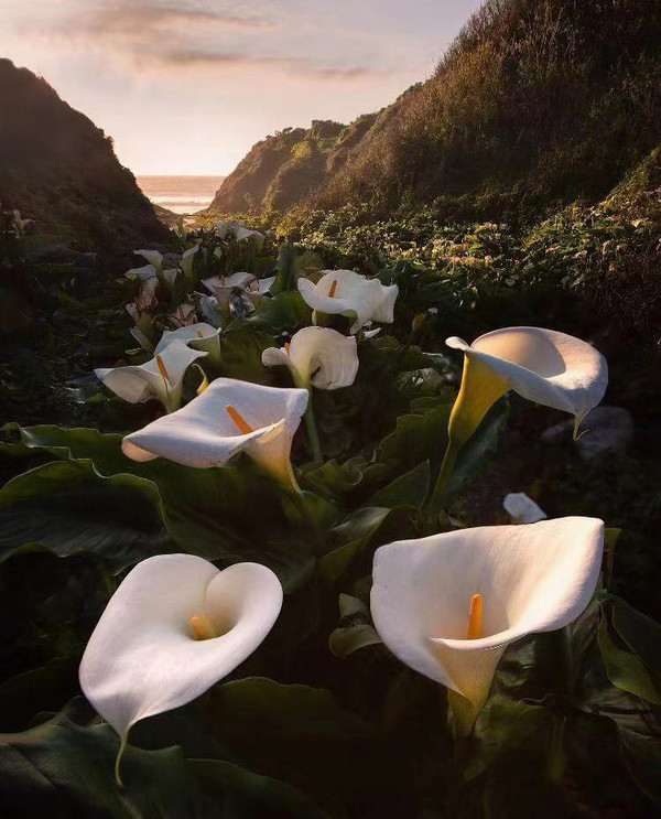 秘籍----移日*法大**