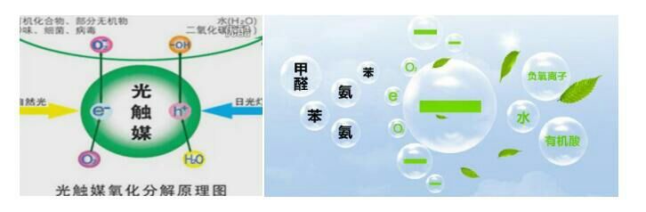 满屋的猫尿骚味怎么办,满屋猫骚味怎么清除