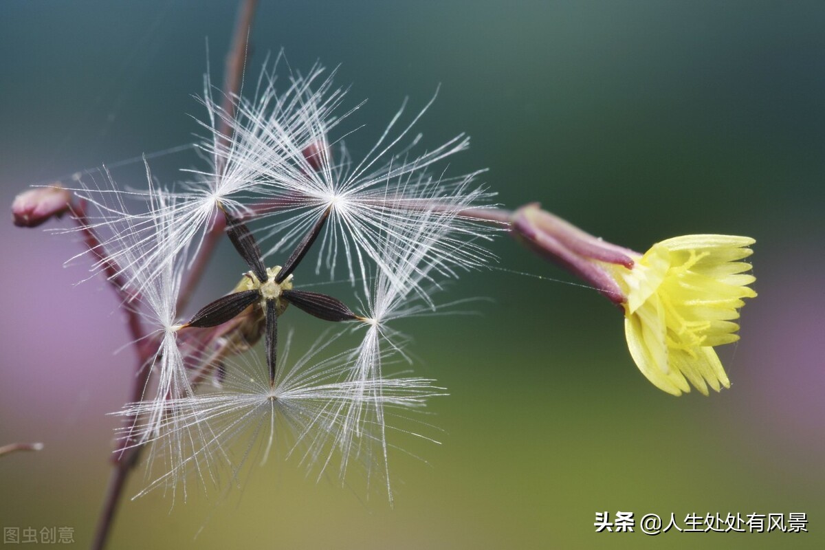 写作|种子的旅行|杨柳风习作点评