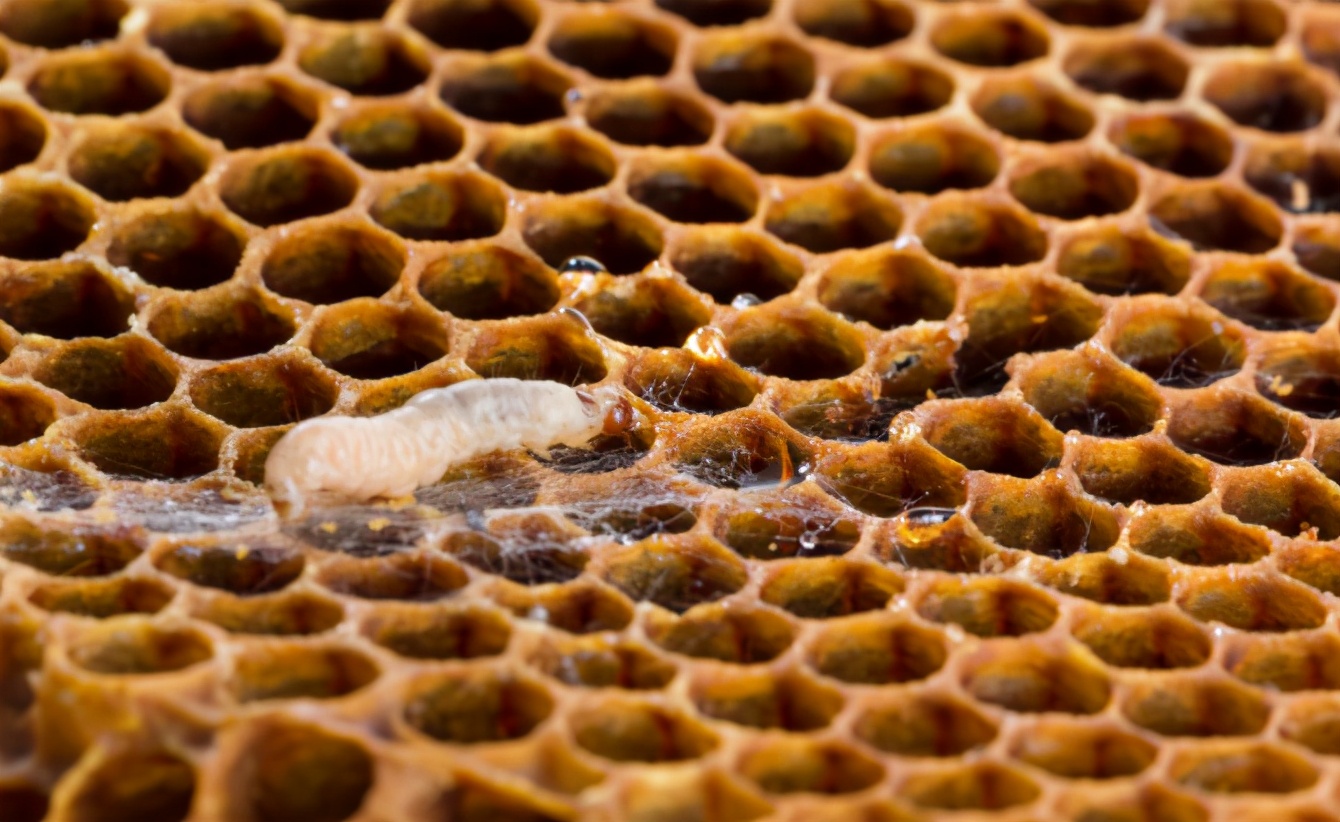 巢虫如何预防和治理,春季巢虫怎么防治