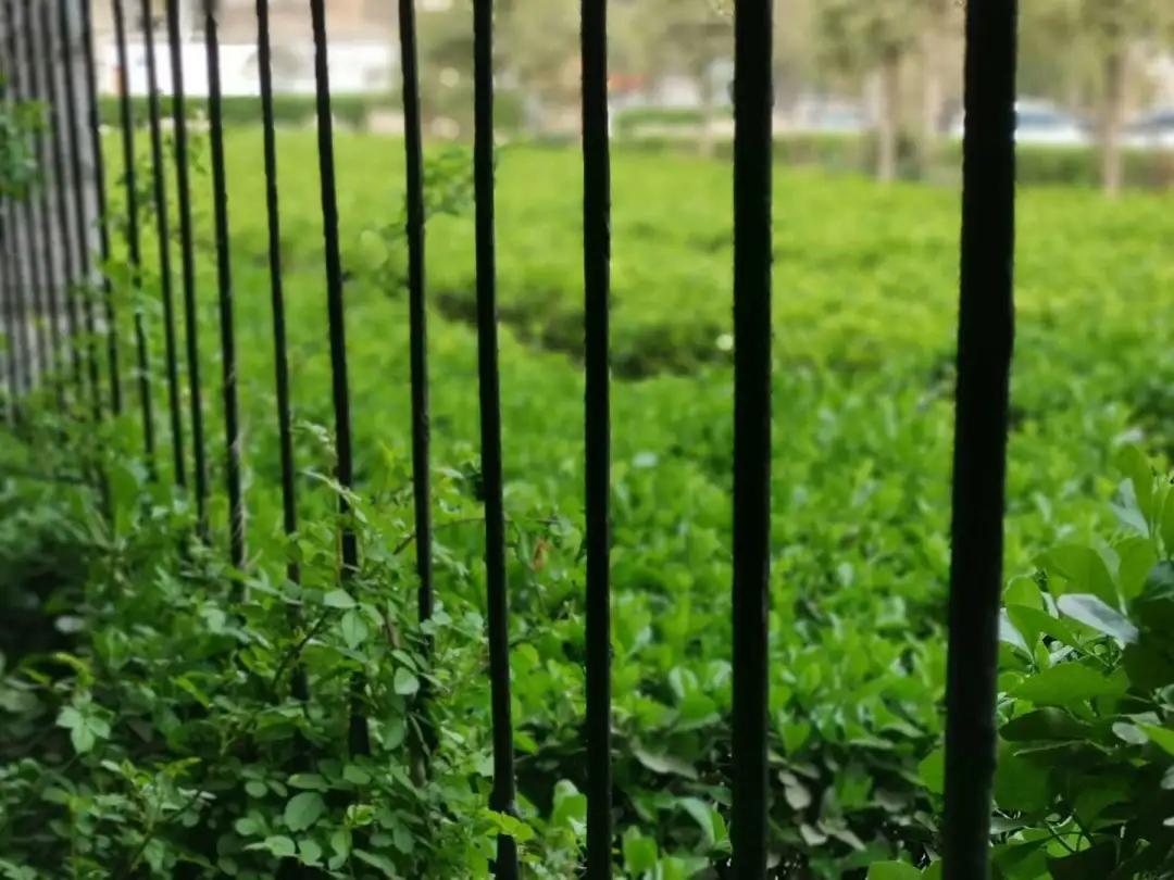 花团锦簇的峰峰是怎样炼成的？是时候告诉你真相了