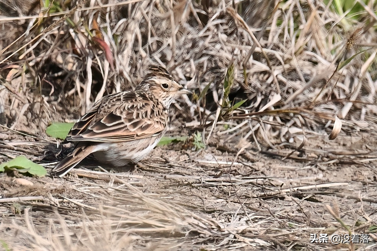 「10.13」北京沙河观鸟日记：收获长尾山椒鸟与中华攀雀