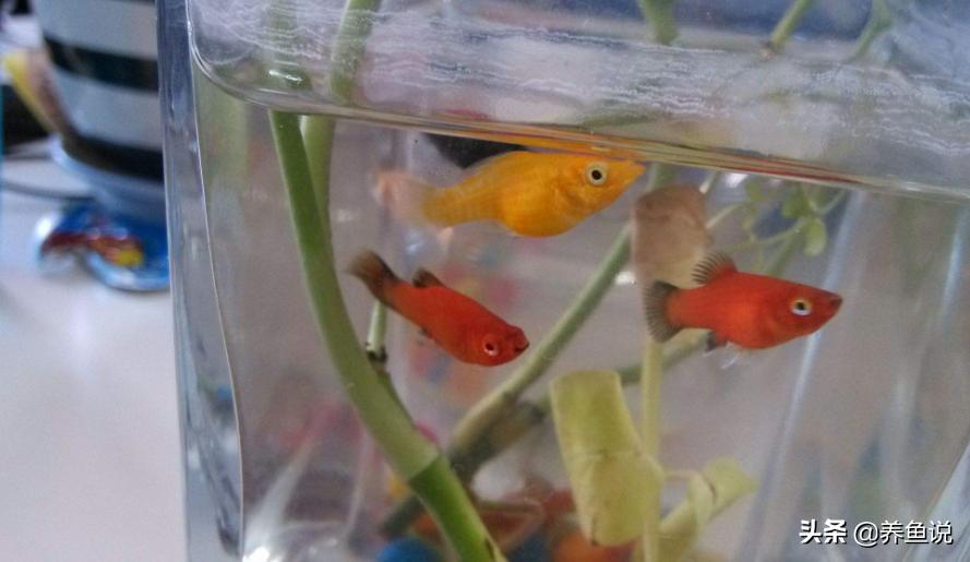 给孔雀鱼换水注意些什么,孔雀鱼换水需要注意什么