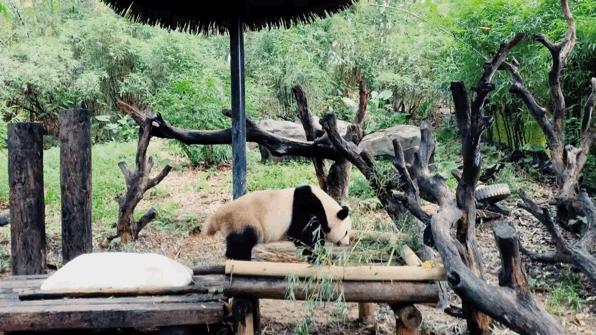 广州长隆怎么玩最划算攻略分享,广州长隆省钱攻略