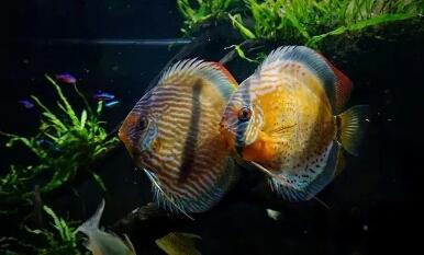 鱼缸的水垢可用砂纸打磨吗,鱼缸内壁沾满水垢是不是水质问题