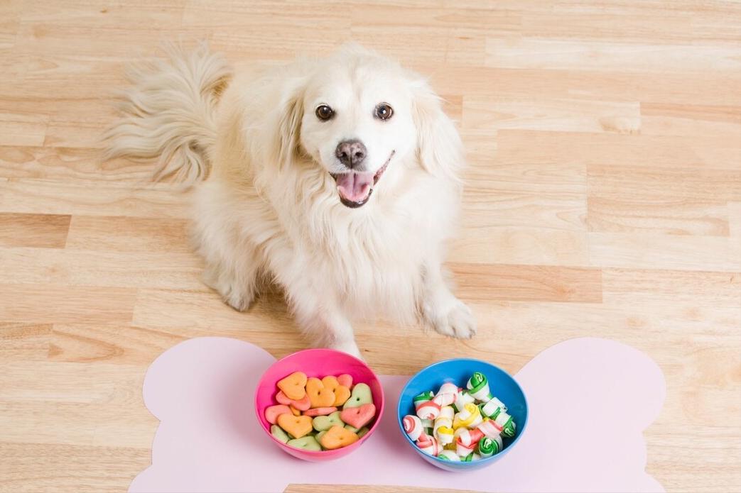 狗玩具都有什么,便宜的狗玩具推荐