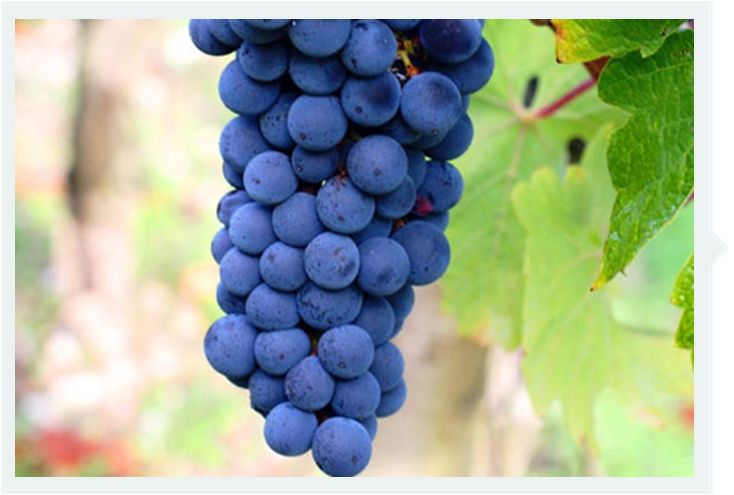 佳美娜carmenere2018价格表,佳美娜1882