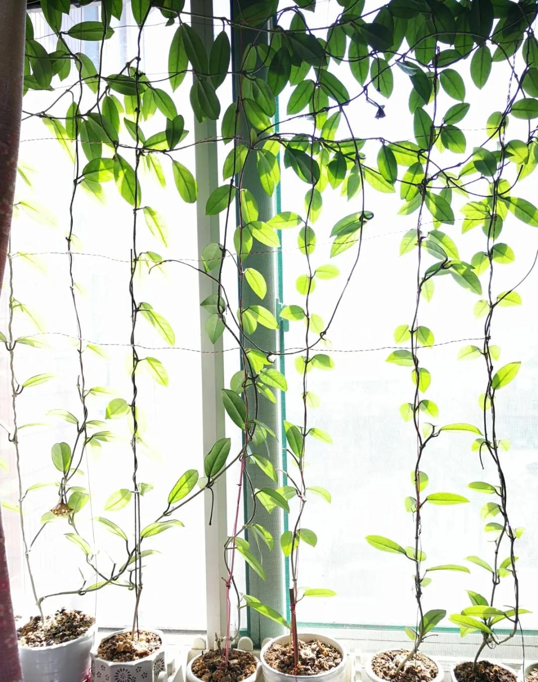 扦插花的养殖方法和技巧,养花扦插有妙招多肉