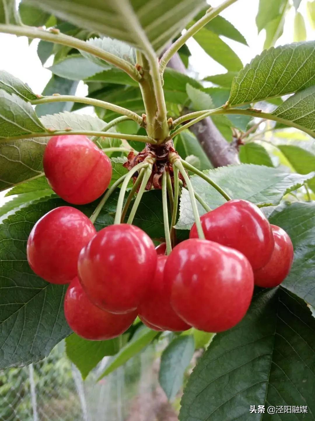 泾阳大樱桃,吃樱桃需要注意哪些事项