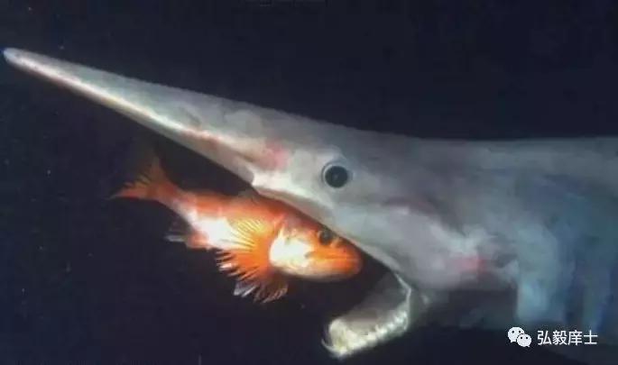 四年级乐滋滋的作文,关于德礼的作文