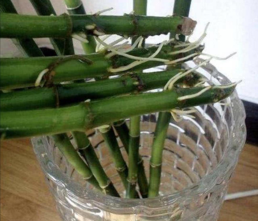 富贵竹长了好多根还能水培吗,富贵竹里长了小虫子需要换水吗