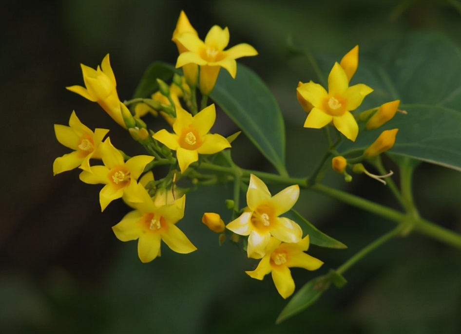 叶似手掌，根含牛奶，因价值高常年遭人盗挖，若发现请及时制止