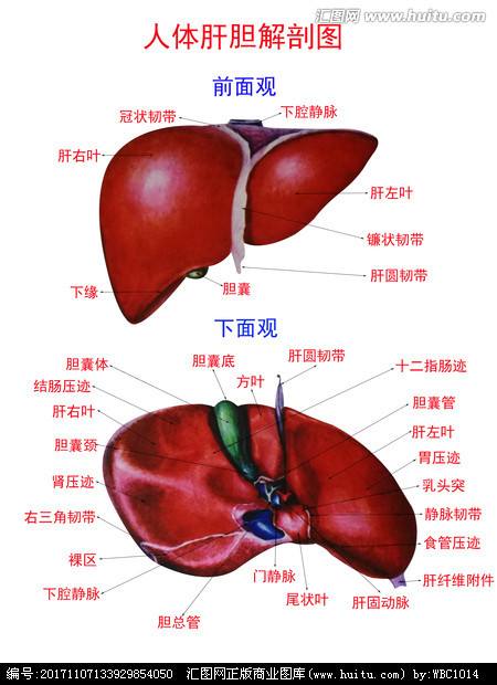 你真的了解你自己吗？其实你还没有我了解你（附身体解剖图）