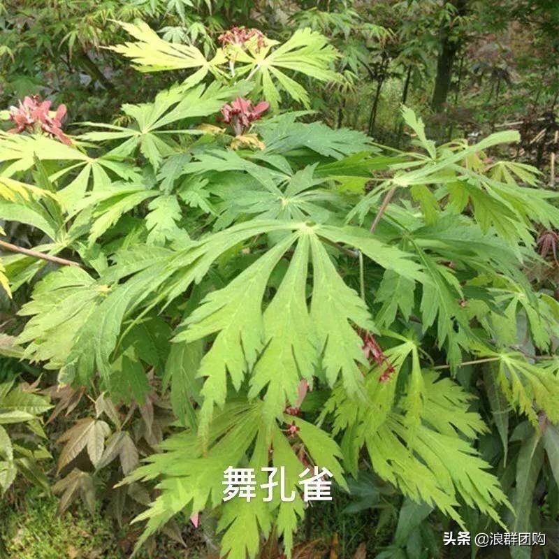 中式庭院藤类植物,枫树和紫藤