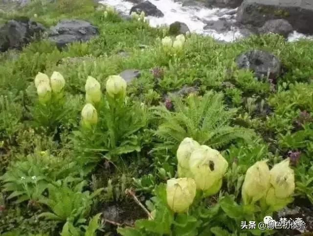 山上的雪莲花,山上雪莲的照片