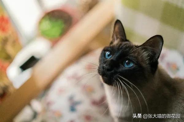 猫咪主人中彩票,捡了流浪猫后中彩票