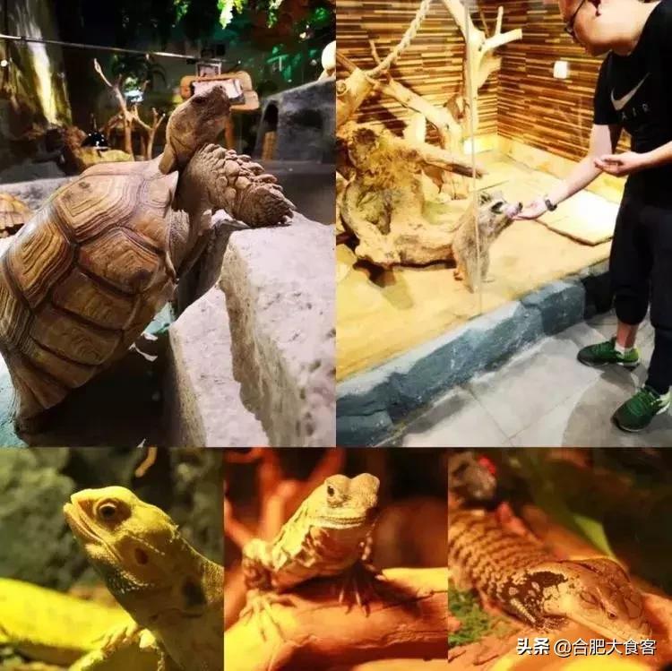 合肥动物园值得看的地方,合肥最好玩的动物园是哪