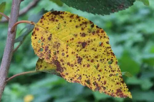 樱桃黄叶病的原因及治疗处理方法,甜樱桃褐腐病防治技术