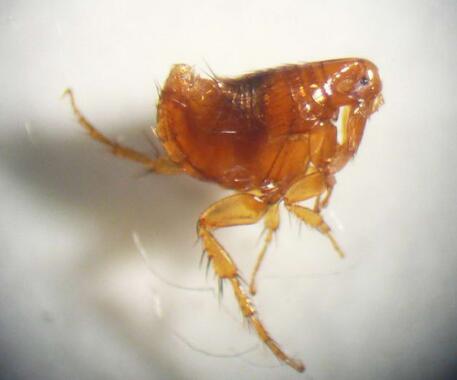 跳蚤和虱子对人体有害吗,跳蚤对猫狗有什么影响