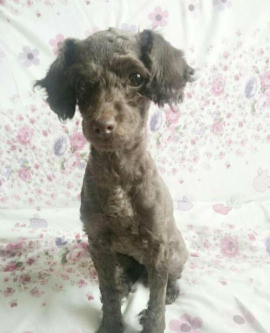 辟谣：狗粮一定比人吃的饭营养高，2块钱一斤的狗粮能有多少营养