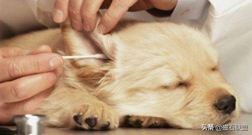 刚给狗狗洗澡就脏了,在家给狗狗洗澡到底是好还是坏