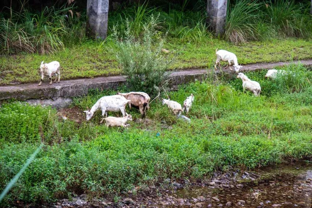 西昌市楠溪客栈民宿,温州楠溪月溪壹号民宿