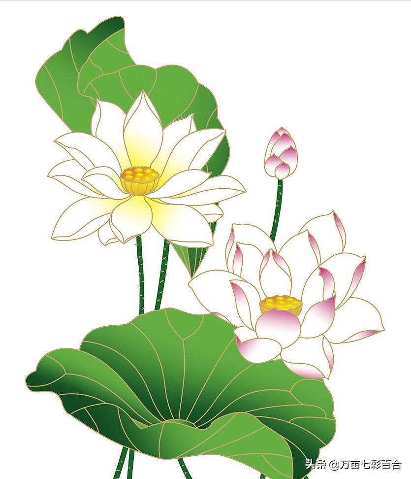 每个城市都有自己独特的市花,每个城市的市花是什么花和由来