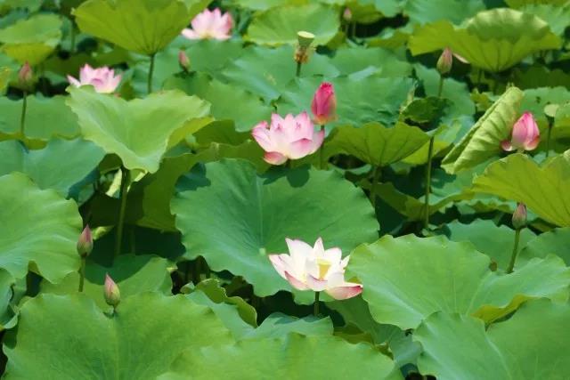 5大校区,湖南院士最多的大学