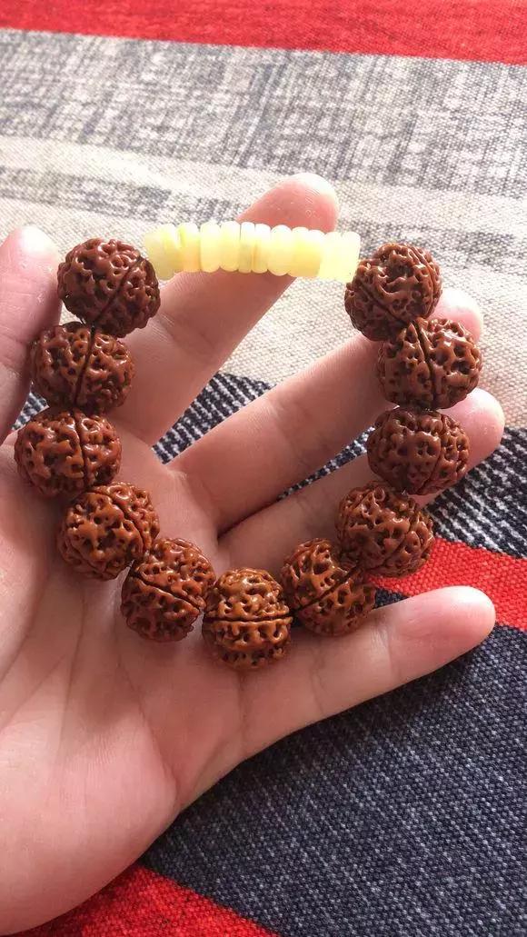 详细介绍一下金刚菩提的基础常识,盘玩金刚菩提有讲究这五点要了解