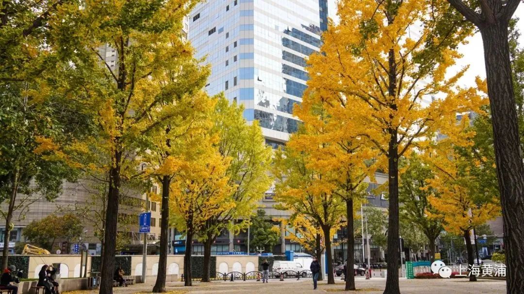 深秋回暖，安排！沪上各区的深秋美景，你准备好打卡了吗？