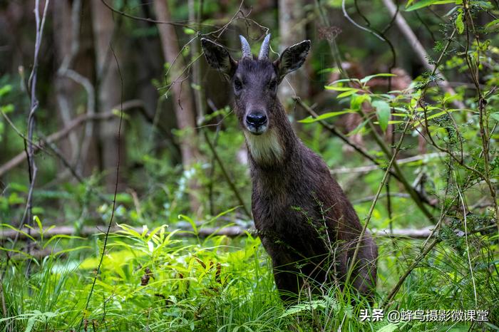 松下全画幅微单s1评测,松下s1全画幅微单拍摄视频