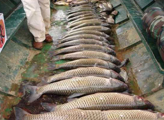 黑坑清江鱼钓鱼技巧和方法,网箱钓鱼技巧视频教程