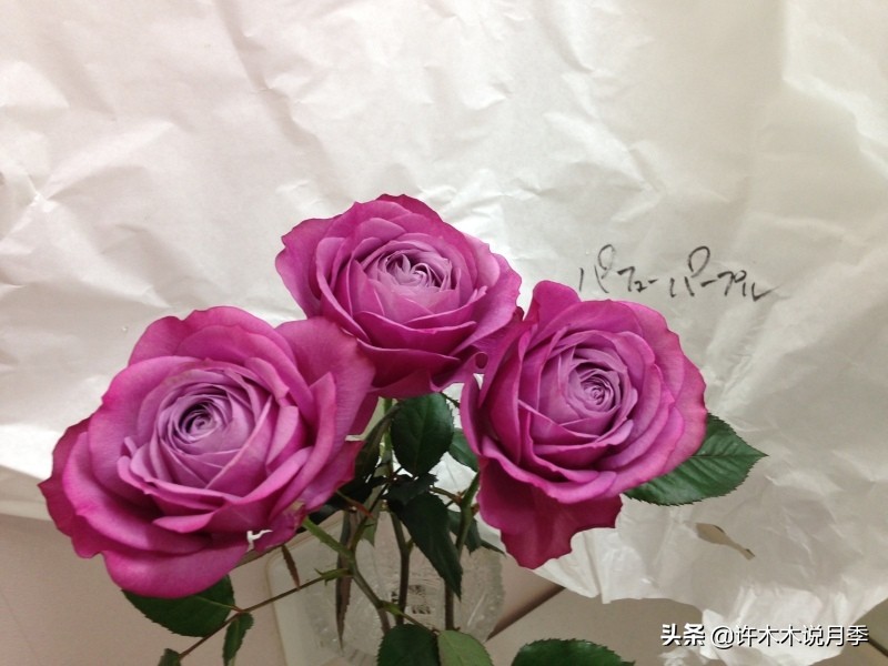 30种黄色月季,10种超美的蓝色月季