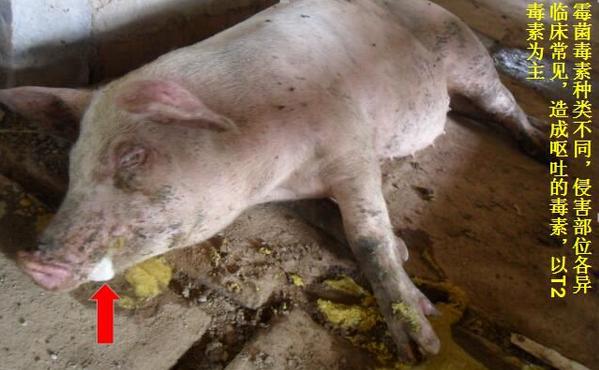 猪呕吐是怎么回事啊,猪呕吐是什么原因呢