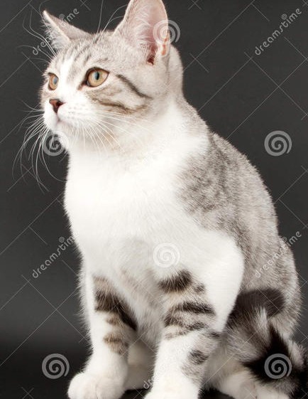 养猫招财到什么程度最好,猫咪是招财猫的象征