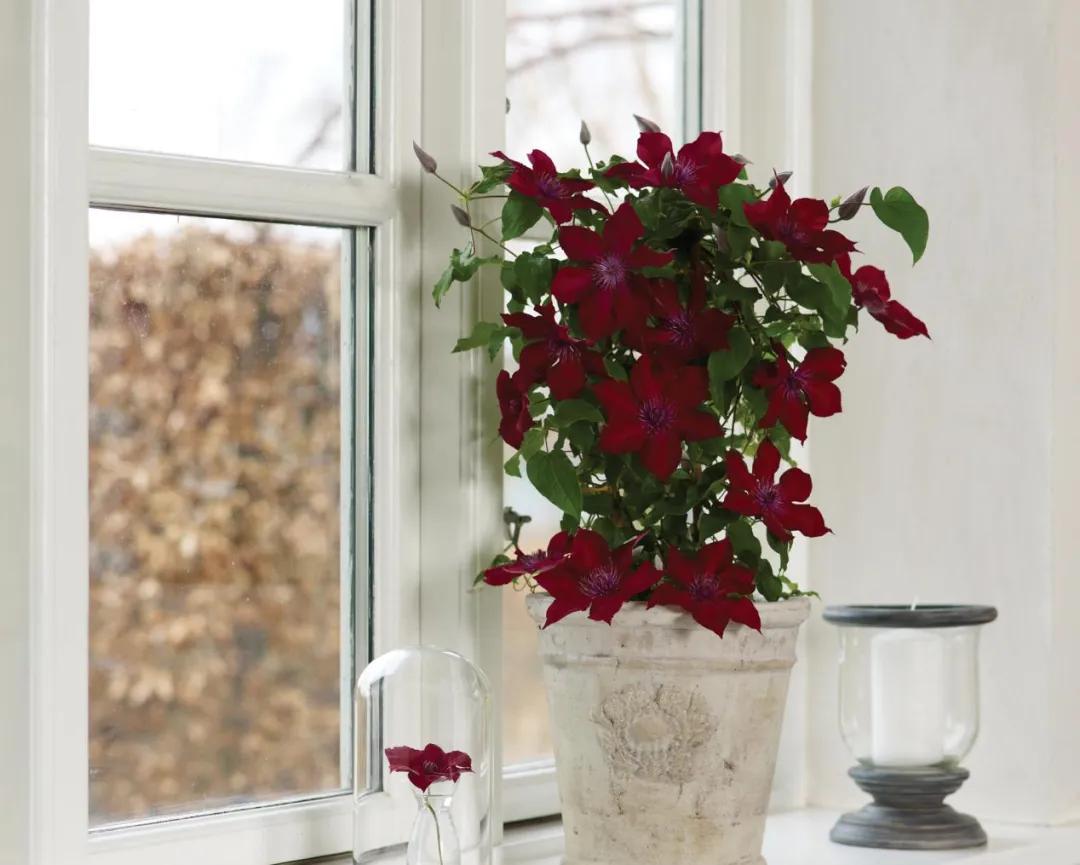 新发地疫情爆发一个月后,北京花市现在怎么样了?