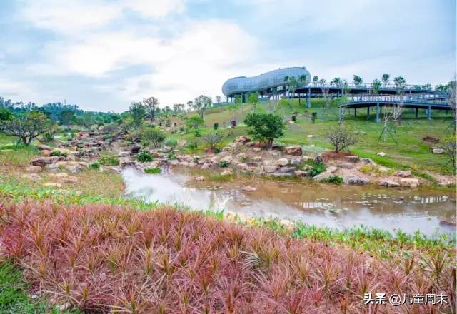 深圳中心公园足球场,深圳中心公园大草坪